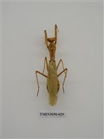 藏品(螳螂)的圖片